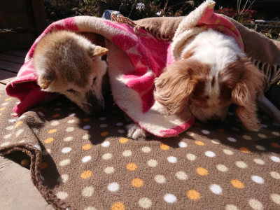 f:id:roukenhome-ann:20190203052921j:plain