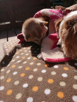 f:id:roukenhome-ann:20190203052937j:plain