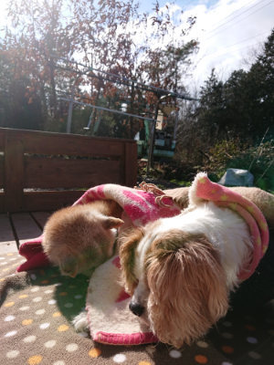 f:id:roukenhome-ann:20190203052943j:plain