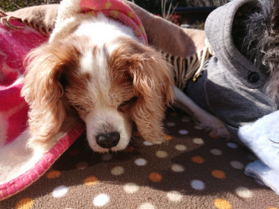 f:id:roukenhome-ann:20190203053010j:plain