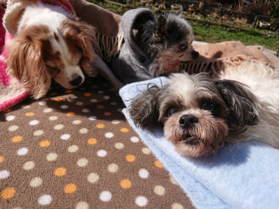 f:id:roukenhome-ann:20190203053319j:plain