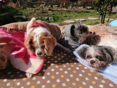 f:id:roukenhome-ann:20190203053635j:plain