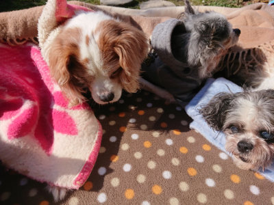 f:id:roukenhome-ann:20190203053735j:plain
