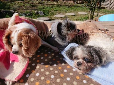 f:id:roukenhome-ann:20190203053741j:plain