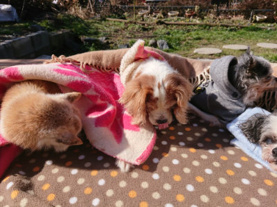 f:id:roukenhome-ann:20190203064548j:plain