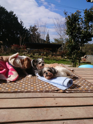 f:id:roukenhome-ann:20190203074543j:plain