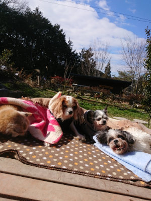 f:id:roukenhome-ann:20190203074549j:plain