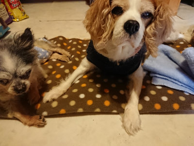 f:id:roukenhome-ann:20190203210918j:plain
