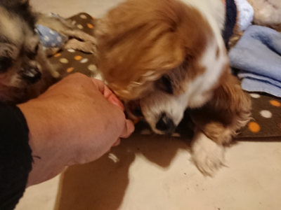 f:id:roukenhome-ann:20190203210925j:plain