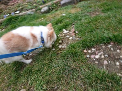 f:id:roukenhome-ann:20190203210948j:plain