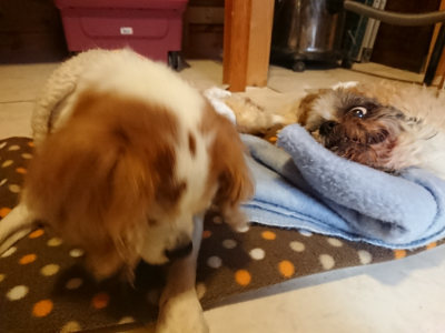 f:id:roukenhome-ann:20190203211027j:plain