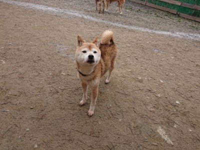 f:id:roukenhome-ann:20190203211154j:plain