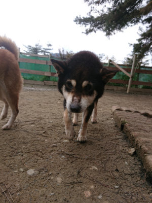 f:id:roukenhome-ann:20190203211335j:plain