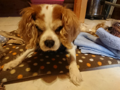 f:id:roukenhome-ann:20190203211816j:plain