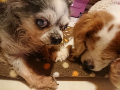 f:id:roukenhome-ann:20190203211832j:plain