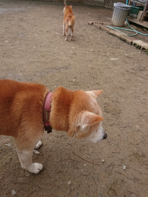 f:id:roukenhome-ann:20190203211943j:plain
