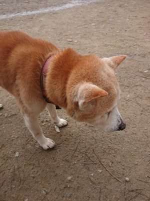 f:id:roukenhome-ann:20190203211952j:plain