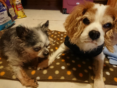 f:id:roukenhome-ann:20190203212323j:plain