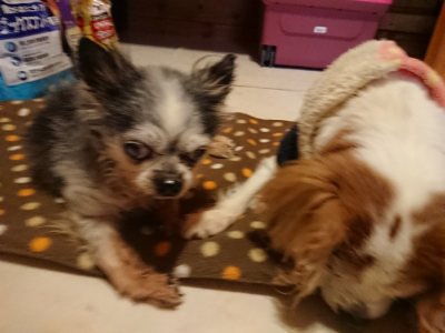 f:id:roukenhome-ann:20190203212331j:plain