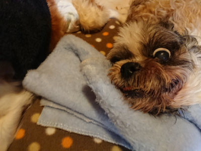 f:id:roukenhome-ann:20190203212544j:plain