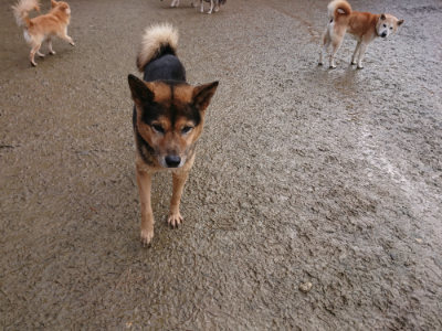 f:id:roukenhome-ann:20190204211402j:plain f:id:roukenhome-ann:20190204211402j:plain