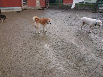 f:id:roukenhome-ann:20190204211411j:plain f:id:roukenhome-ann:20190204211411j:plain