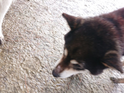 f:id:roukenhome-ann:20190204212711j:plain f:id:roukenhome-ann:20190204212711j:plain
