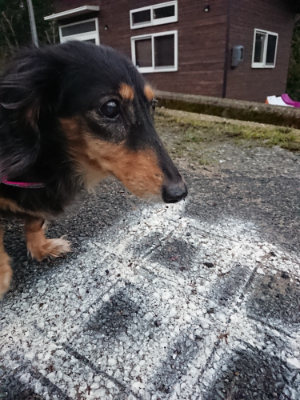 f:id:roukenhome-ann:20190204212755j:plain f:id:roukenhome-ann:20190204212755j:plain
