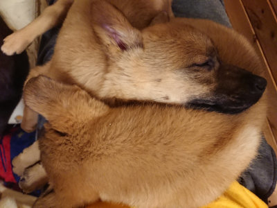 f:id:roukenhome-ann:20190204212842j:plain f:id:roukenhome-ann:20190204212842j:plain