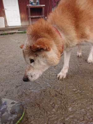 f:id:roukenhome-ann:20190204212900j:plain f:id:roukenhome-ann:20190204212900j:plain