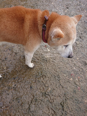f:id:roukenhome-ann:20190204213420j:plain f:id:roukenhome-ann:20190204213420j:plain