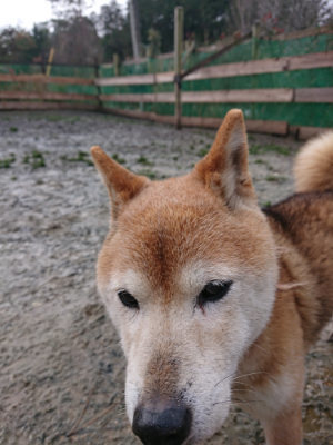 f:id:roukenhome-ann:20190204213508j:plain f:id:roukenhome-ann:20190204213508j:plain
