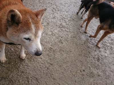 f:id:roukenhome-ann:20190204213523j:plain f:id:roukenhome-ann:20190204213523j:plain