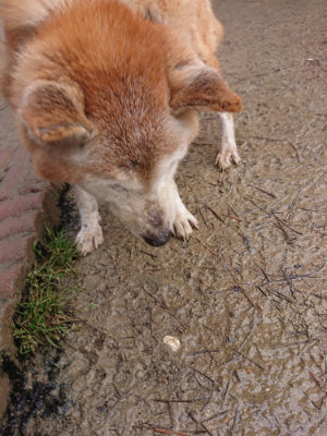 f:id:roukenhome-ann:20190204213542j:plain f:id:roukenhome-ann:20190204213542j:plain