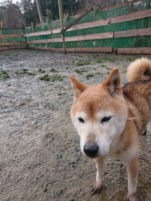 f:id:roukenhome-ann:20190204213554j:plain f:id:roukenhome-ann:20190204213554j:plain