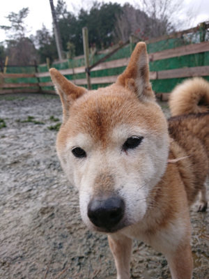 f:id:roukenhome-ann:20190204213600j:plain f:id:roukenhome-ann:20190204213600j:plain