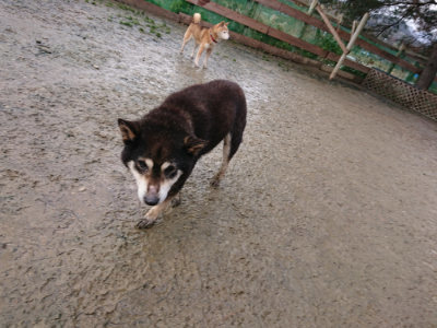 f:id:roukenhome-ann:20190204214035j:plain f:id:roukenhome-ann:20190204214035j:plain