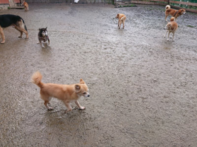 f:id:roukenhome-ann:20190204214203j:plain f:id:roukenhome-ann:20190204214203j:plain