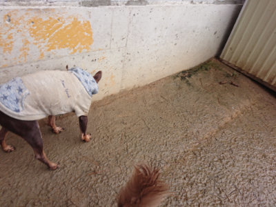 f:id:roukenhome-ann:20190204214243j:plain f:id:roukenhome-ann:20190204214243j:plain