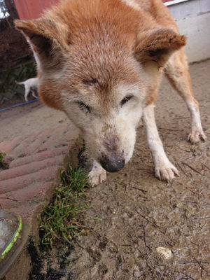 f:id:roukenhome-ann:20190204214249j:plain f:id:roukenhome-ann:20190204214249j:plain