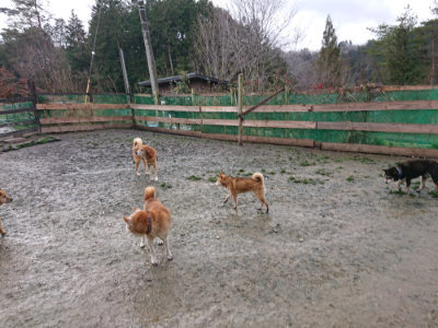 f:id:roukenhome-ann:20190204214310j:plain f:id:roukenhome-ann:20190204214310j:plain
