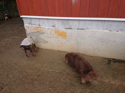 f:id:roukenhome-ann:20190204214329j:plain f:id:roukenhome-ann:20190204214329j:plain