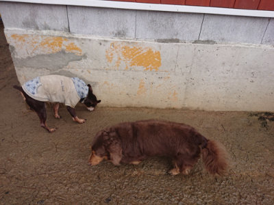 f:id:roukenhome-ann:20190204214337j:plain f:id:roukenhome-ann:20190204214337j:plain