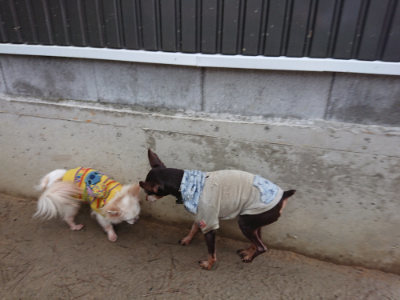 f:id:roukenhome-ann:20190204220319j:plain f:id:roukenhome-ann:20190204220319j:plain