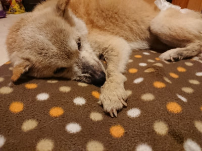 f:id:roukenhome-ann:20190204221049j:plain f:id:roukenhome-ann:20190204221049j:plain