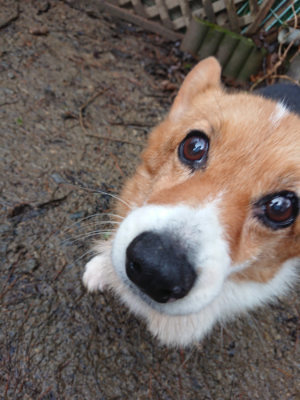 f:id:roukenhome-ann:20190204221113j:plain f:id:roukenhome-ann:20190204221113j:plain
