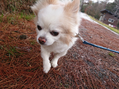 f:id:roukenhome-ann:20190204221125j:plain f:id:roukenhome-ann:20190204221125j:plain