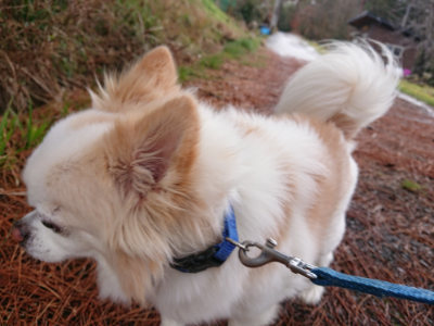 f:id:roukenhome-ann:20190204221209j:plain f:id:roukenhome-ann:20190204221209j:plain