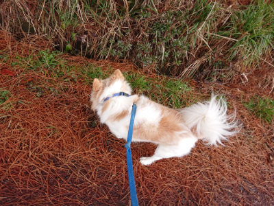 f:id:roukenhome-ann:20190204221244j:plain f:id:roukenhome-ann:20190204221244j:plain