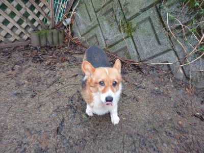 f:id:roukenhome-ann:20190204221320j:plain f:id:roukenhome-ann:20190204221320j:plain